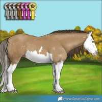 Horse Color:Classic Cream Champagne Splash 