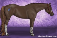Horse Color:Liver Chestnut  and Liver Chestnut 