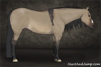 Horse Color:Brown Roan Dun 