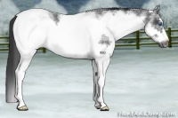Horse Color:White Spotted Blue Roan Frame 