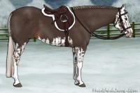 Horse Color:Liver Chestnut  and Liver Chestnut Splash 