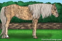 Horse Color:Chocolate Palomino  and Gold Cream Champagne 