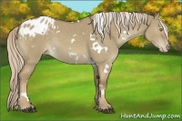 Horse Color:White Spotted Chocolate Palomino Dun Varnish 