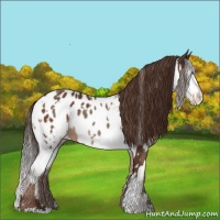 Horse Color:White Spotted Liver Chestnut Near Leopard and White Spotted Liver Red Dun Blanket