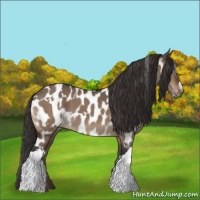 Horse Color:White Spotted Brown Dun Near Leopard 
