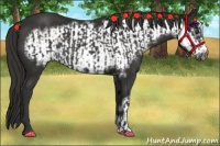 Horse Color:Liver Chestnut  and Liver Chestnut Frame 