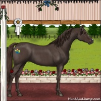 Horse Color:Liver Red Roan 