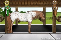 Horse Color:Chestnut Appaloosa 