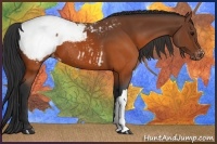 Horse Color:Brown Appaloosa 