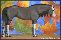 Horse Color:Grullo Splash 