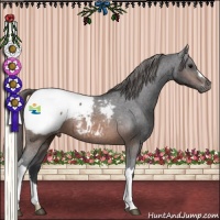 Horse Color:Brown Appaloosa 