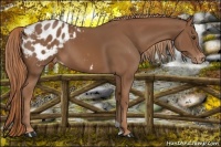 Horse Color:Chestnut Appaloosa 