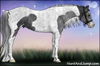 Horse Color:Black Sabino Tobiano