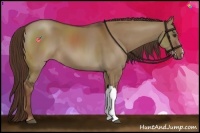Horse Color:Liver Red Dun 