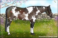 Horse Color:White Spotted Brown 