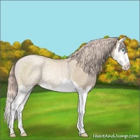 Horse Color:Chocolate Palomino Ice Pearl Splash Rabicano 