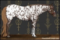 Horse Color:Liver Chestnut Appaloosa  and Liver Chestnut Appaloosa 