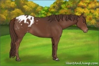 Horse Color:Liver Chestnut Appaloosa