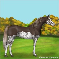 Horse Color:Liver Chestnut  and Liver Chestnut Splash 