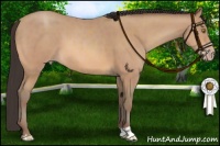 Horse Color:Amber Champagne and Amber Champagne