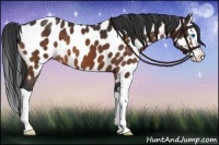 Horse Color:Bay Splash Appaloosa 