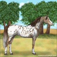Horse Color:Liver Red Dun Splash Appaloosa 