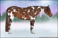 Horse Color:White Spotted Liver Chestnut 