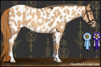 Horse Color:Gold Champagne Near Leopard 