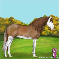 Horse Color:Chestnut Sabino Splash 