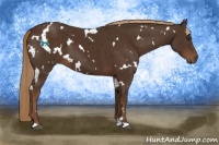 Horse Color:White Spotted Liver Chestnut 