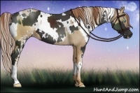 Horse Color:White Spotted Chocolate Palomino Pearl  and White Spotted Liver Chestnut 