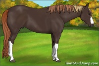 Horse Color:Liver Chestnut  and Liver Chestnut 