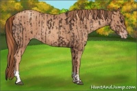 Horse Color:Liver Chestnut  and Gold Champagne 