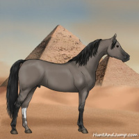 Horse Color:Gray Grullo 
