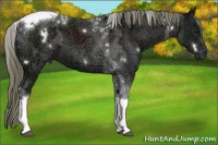 Horse Color:White Spotted Liver Chestnut Ice Mushroom Tobiano 