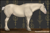 Horse Color:Gray Gold Cream Champagne