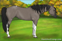 Horse Color:Gray Grullo Tobiano 