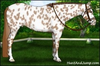Horse Color:Red Roan Frame Appaloosa 