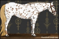 Horse Color:Chestnut Near Leopard 
