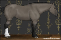 Horse Color:Gray Grullo 
