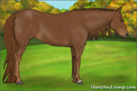 Horse Color:Gray Chestnut 