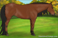 Horse Color:Gray Bay 