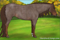 Horse Color:Gray Red Roan 