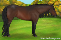 Horse Color:Gray Bay 