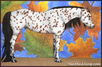 Horse Color:Gray Bay Roan Near Leopard