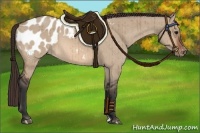 Horse Color:Bay Dun Appaloosa Brindle 