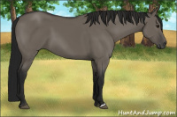 Horse Color:Gray Grullo