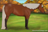 Horse Color:Gray Silver Bay 