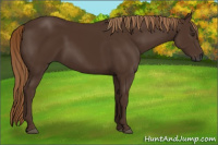 Horse Color:Gray Chestnut 