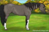Horse Color:Gray Grullo 